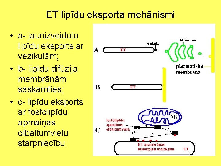 ET lipīdu eksporta mehānismi • a- jaunizveidoto lipīdu eksports ar vezikulām; • b- lipīdu