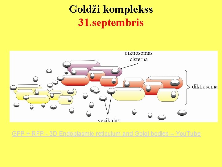 Goldži komplekss 31. septembris GFP + RFP - 3 D Endoplasmic reticulum and Golgi