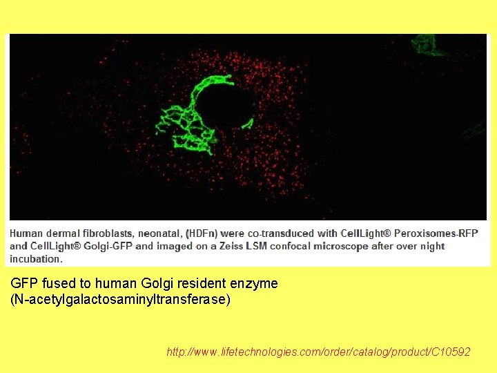 GFP fused to human Golgi resident enzyme (N-acetylgalactosaminyltransferase) http: //www. lifetechnologies. com/order/catalog/product/C 10592 