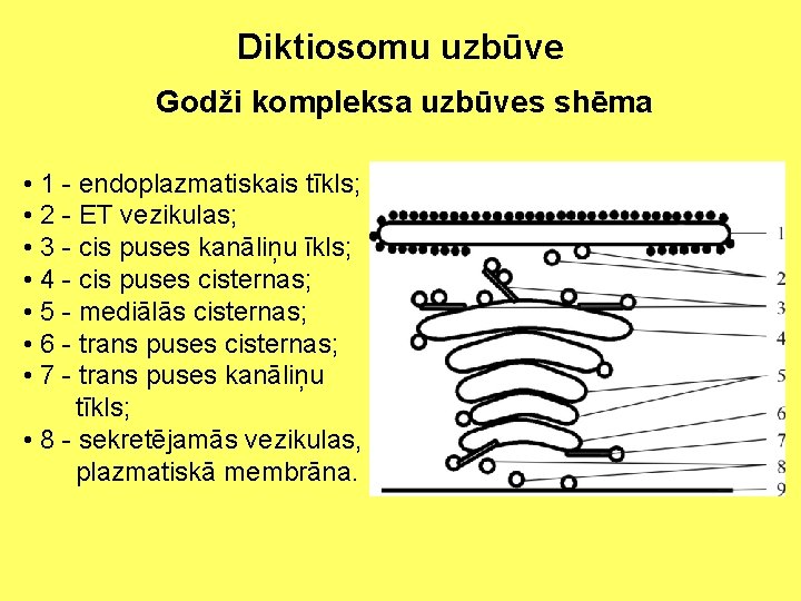 Diktiosomu uzbūve Godži kompleksa uzbūves shēma • 1 - endoplazmatiskais tīkls; • 2 -