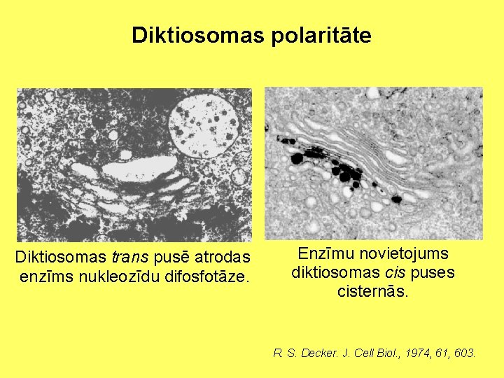 Diktiosomas polaritāte Diktiosomas trans pusē atrodas enzīms nukleozīdu difosfotāze. Enzīmu novietojums diktiosomas cis puses