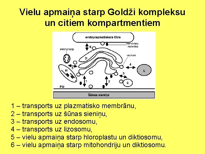 Vielu apmaiņa starp Goldži kompleksu un citiem kompartmentiem 1 – transports uz plazmatisko membrānu,