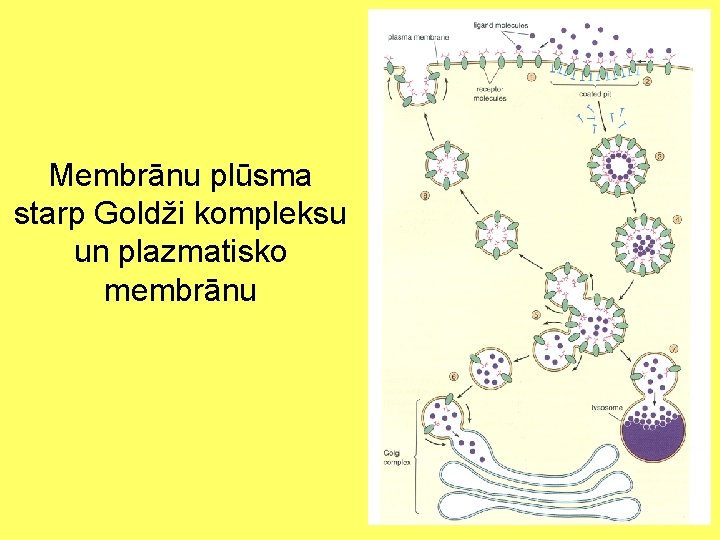 Membrānu plūsma starp Goldži kompleksu un plazmatisko membrānu 