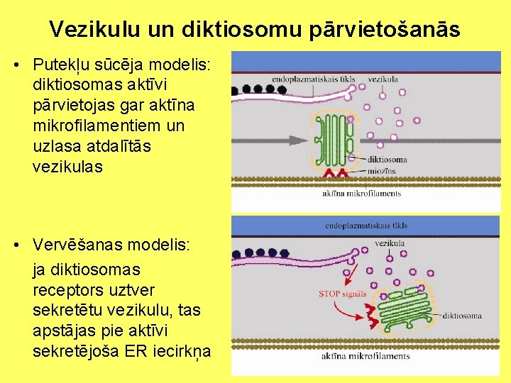 Vezikulu un diktiosomu pārvietošanās • Putekļu sūcēja modelis: diktiosomas aktīvi pārvietojas gar aktīna mikrofilamentiem