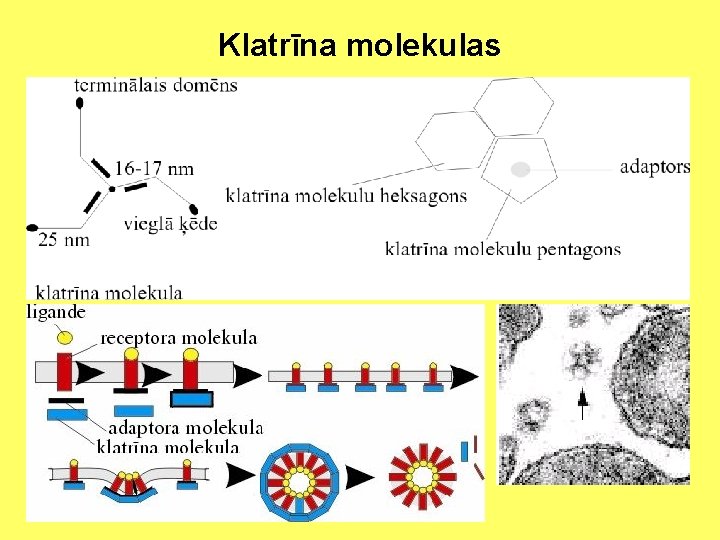 Klatrīna molekulas 