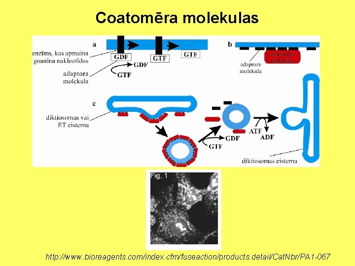 Coatomēra molekulas http: //www. bioreagents. com/index. cfm/fuseaction/products. detail/Cat. Nbr/PA 1 -067 