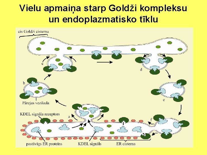 Vielu apmaiņa starp Goldži kompleksu un endoplazmatisko tīklu 