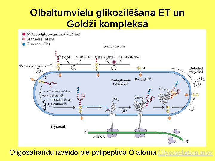 Olbaltumvielu glikozilēšana ET un Goldži kompleksā Oligosaharīdu izveido pie polipeptīda O atoma. Glycosylation. mov