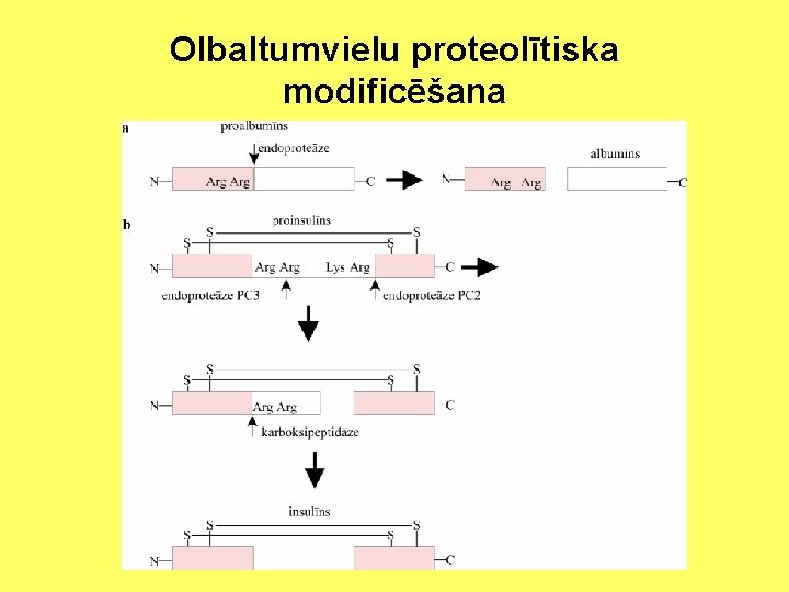 Olbaltumvielu proteolītiska modificēšana 