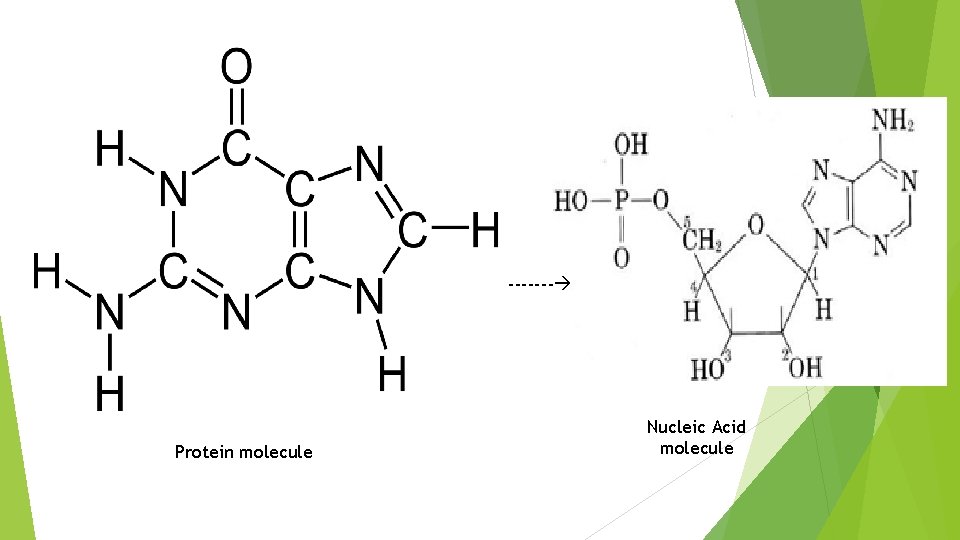 ------- Protein molecule Nucleic Acid molecule 