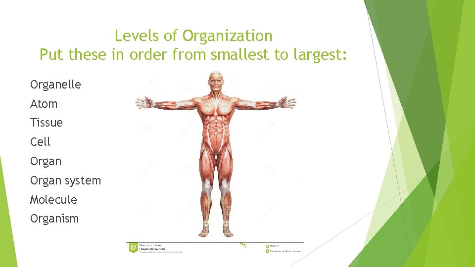 Levels of Organization Put these in order from smallest to largest: Organelle Atom Tissue
