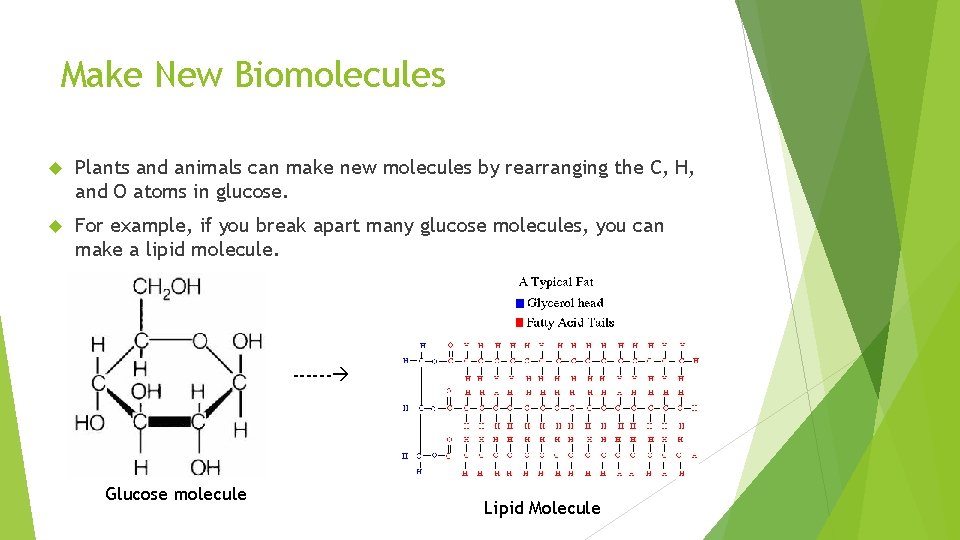 Make New Biomolecules Plants and animals can make new molecules by rearranging the C,