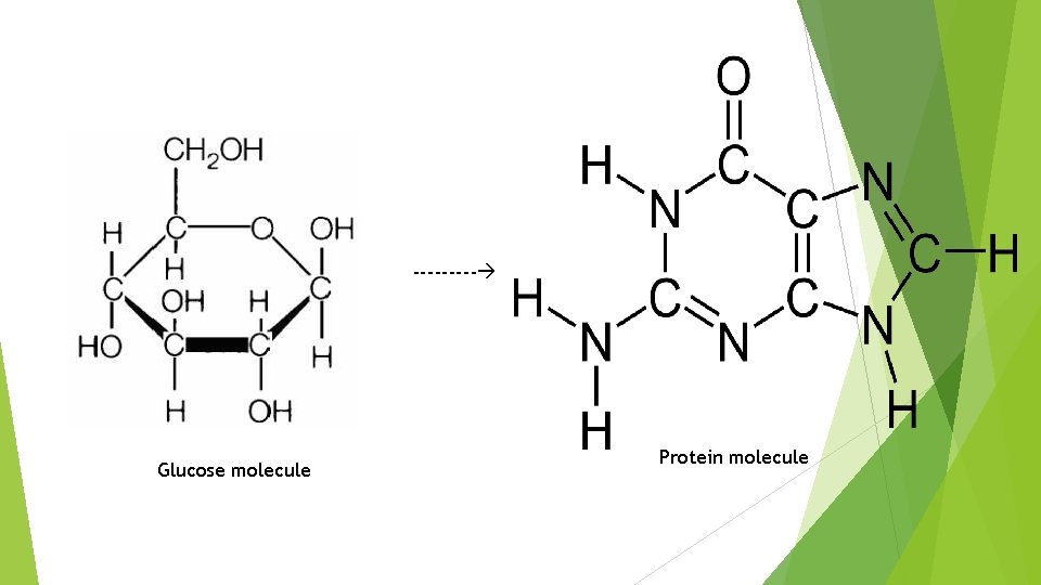 ----- Glucose molecule Protein molecule 