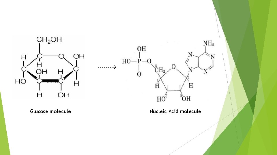 ------- Glucose molecule Nucleic Acid molecule 