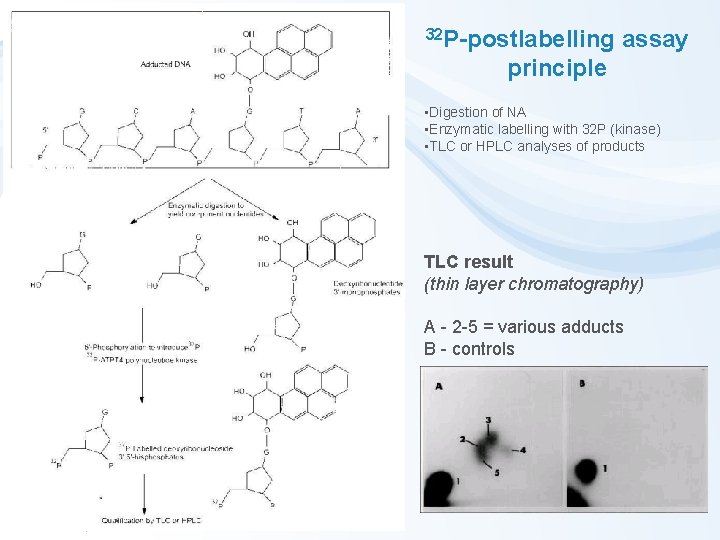 32 P-postlabelling assay principle • Digestion of NA • Enzymatic labelling with 32 P
