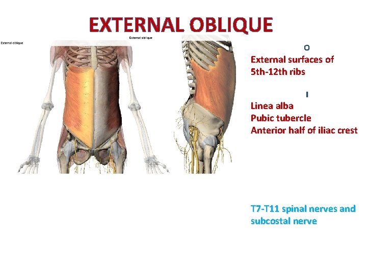 EXTERNAL OBLIQUE O External surfaces of 5 th-12 th ribs I Linea alba Pubic
