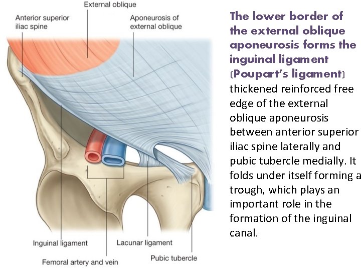 The lower border of the external oblique aponeurosis forms the inguinal ligament (Poupart’s ligament)