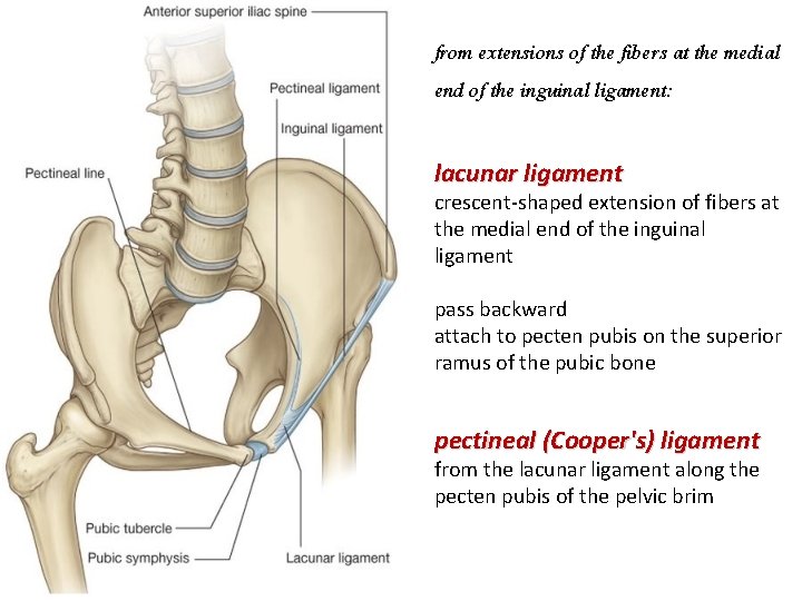 from extensions of the fibers at the medial end of the inguinal ligament: lacunar