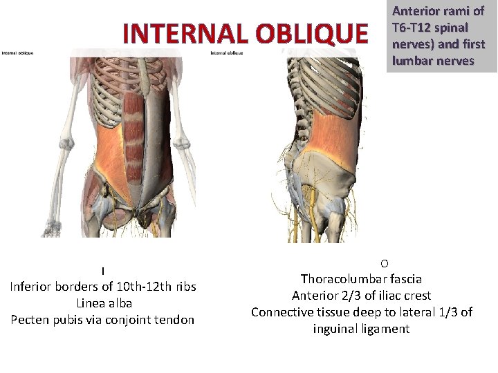Anterior rami of T 6 -T 12 spinal nerves) and first lumbar nerves INTERNAL