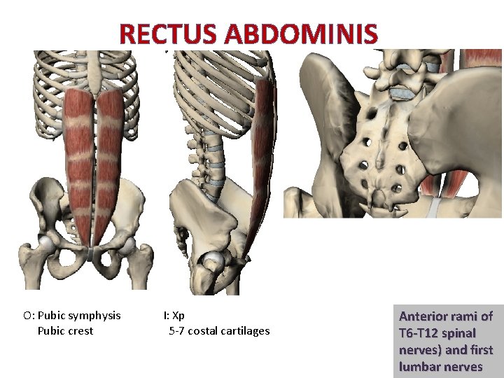 RECTUS ABDOMINIS O: Pubic symphysis Pubic crest I: Xp 5 -7 costal cartilages Anterior