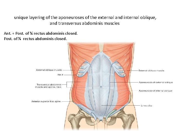 Rectus sheath unique layering of the aponeuroses of the external and internal oblique, and