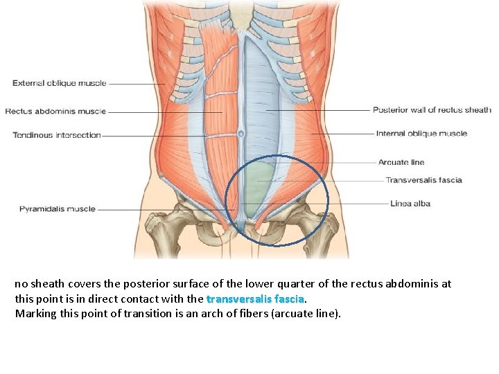 no sheath covers the posterior surface of the lower quarter of the rectus abdominis