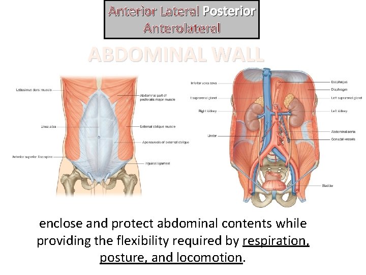 Anterior Lateral Posterior Anterolateral ABDOMINAL WALL enclose and protect abdominal contents while providing the