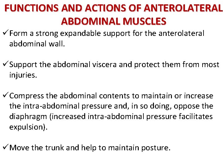FUNCTIONS AND ACTIONS OF ANTEROLATERAL ABDOMINAL MUSCLES üForm a strong expandable support for the