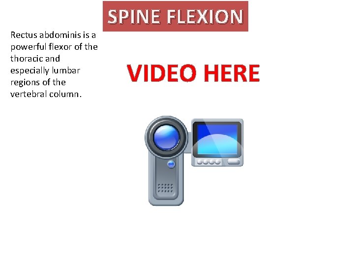 Rectus abdominis is a powerful flexor of the thoracic and especially lumbar regions of