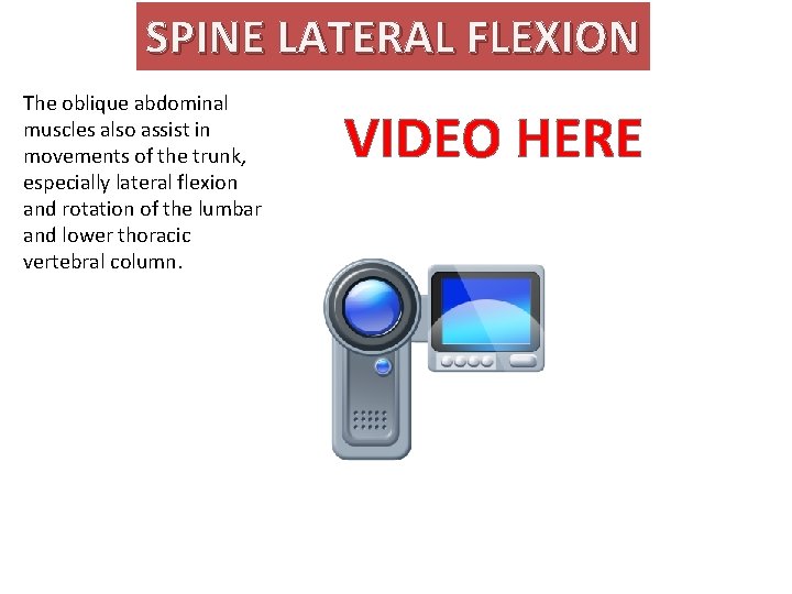 SPINE LATERAL FLEXION The oblique abdominal muscles also assist in movements of the trunk,