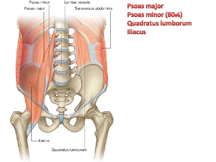 Psoas major Psoas minor (80%) Quadratus lumborum Iliacus 