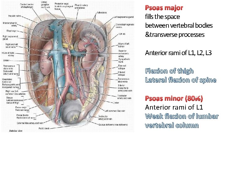 Psoas major fills the space between vertebral bodies &transverse processes Anterior rami of L