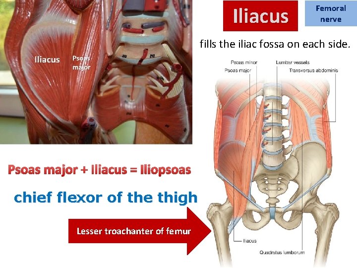 Iliacus Femoral nerve fills the iliac fossa on each side. Psoas major + Iliacus