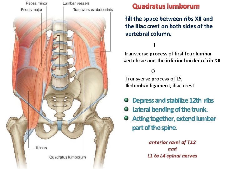 Quadratus lumborum fill the space between ribs XII and the iliac crest on both