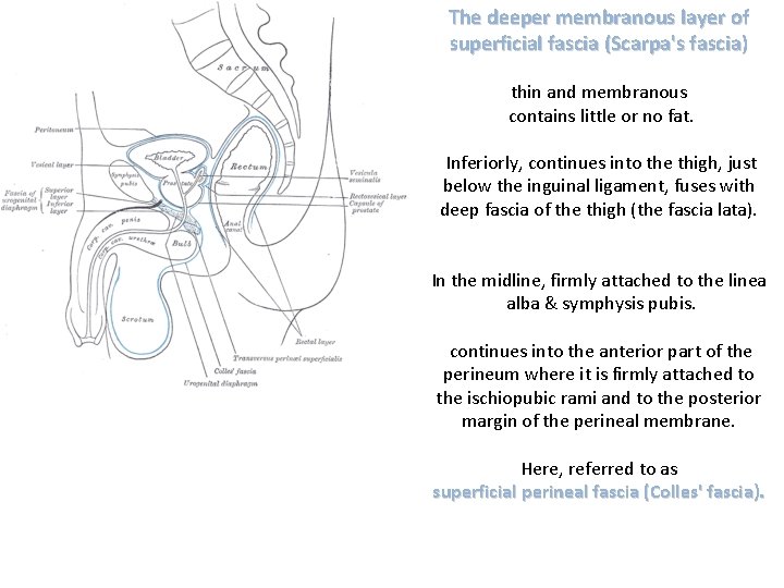 The deeper membranous layer of superficial fascia (Scarpa's fascia) thin and membranous contains little