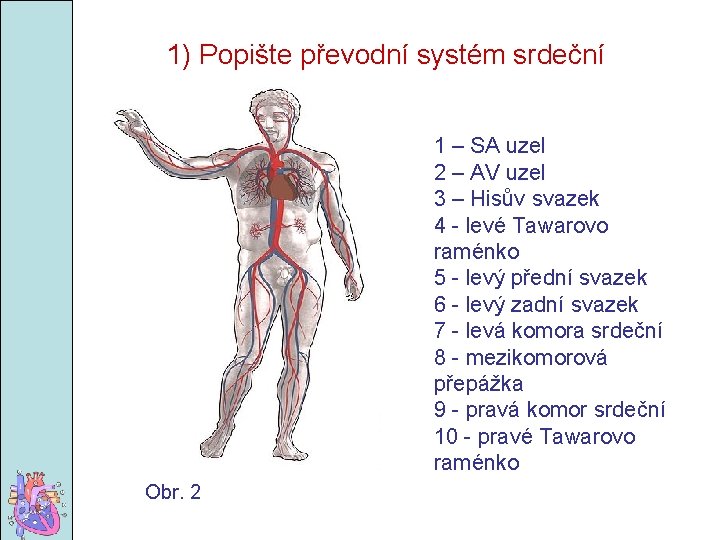 1) Popište převodní systém srdeční 1 – SA uzel 2 – AV uzel 3