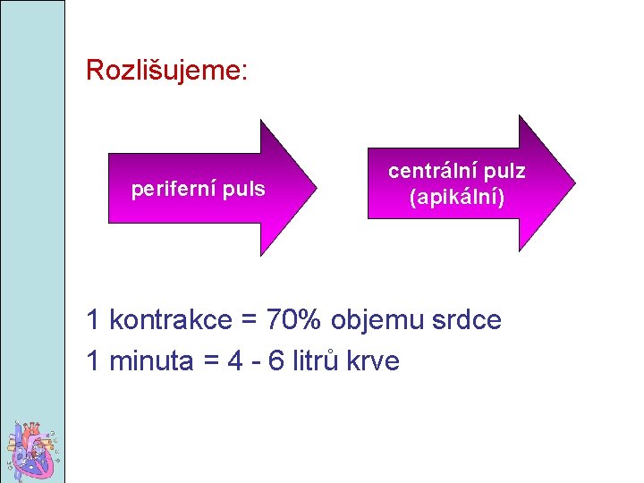 Rozlišujeme: periferní puls centrální pulz (apikální) 1 kontrakce = 70% objemu srdce 1 minuta