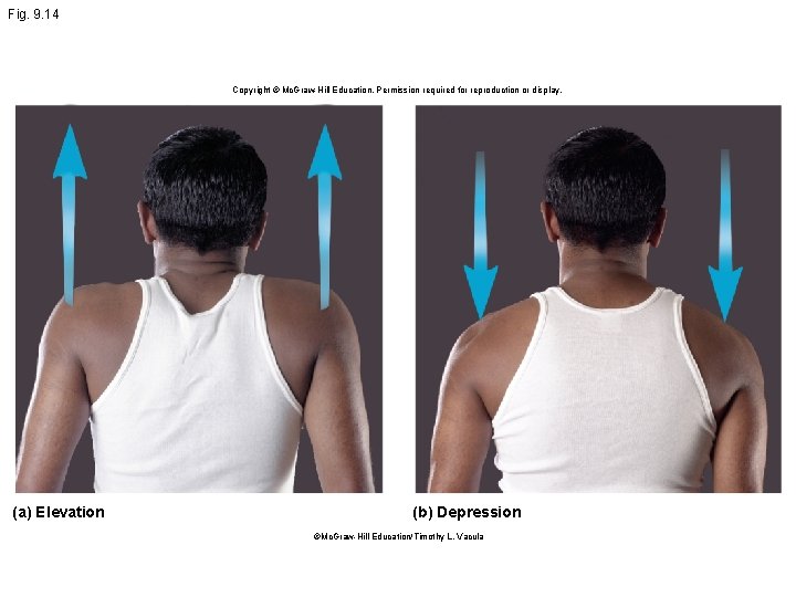 Fig. 9. 14 Copyright © Mc. Graw Hill Education. Permission required for reproduction or