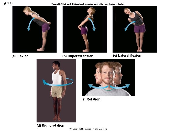 Fig. 9. 19 (a) Flexion Copyright © Mc. Graw Hill Education. Permission required for