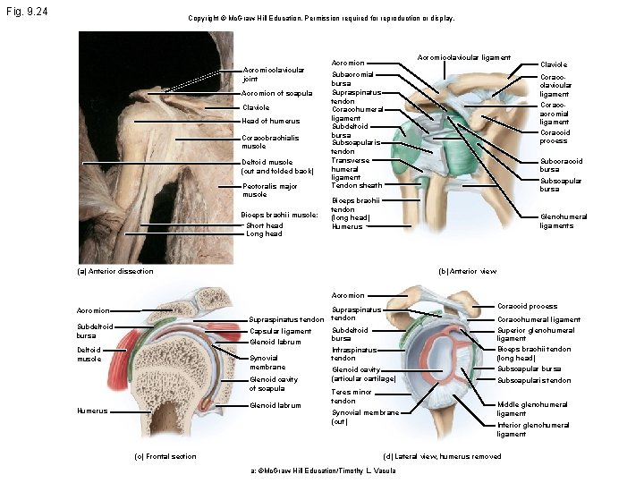 Fig. 9. 24 Copyright © Mc. Graw Hill Education. Permission required for reproduction or