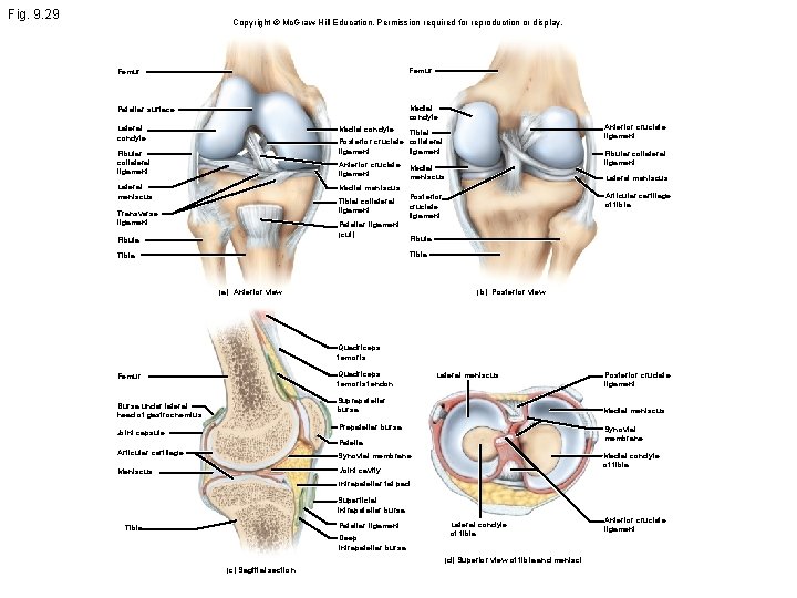 Fig. 9. 29 Copyright © Mc. Graw Hill Education. Permission required for reproduction or