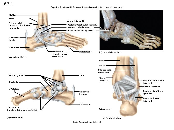 Fig. 9. 31 Copyright © Mc. Graw Hill Education. Permission required for reproduction or