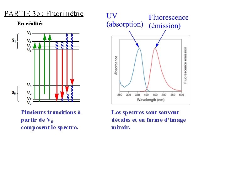 PARTIE 3 b : Fluorimétrie En réalité: Plusieurs transitions à partir de V 0