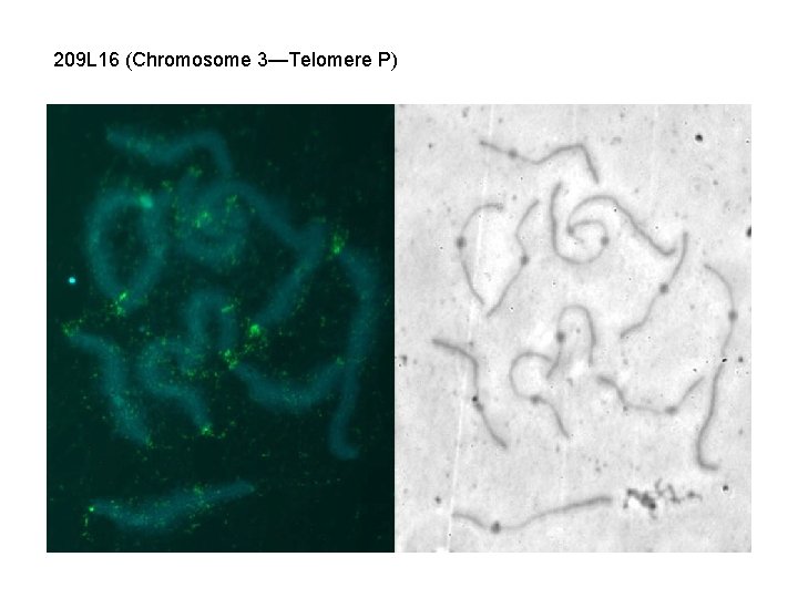 209 L 16 (Chromosome 3—Telomere P) 