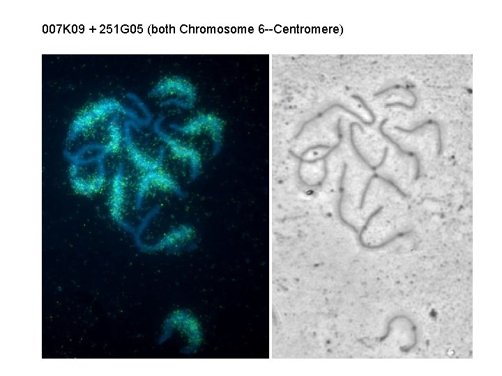 007 K 09 + 251 G 05 (both Chromosome 6 --Centromere) 