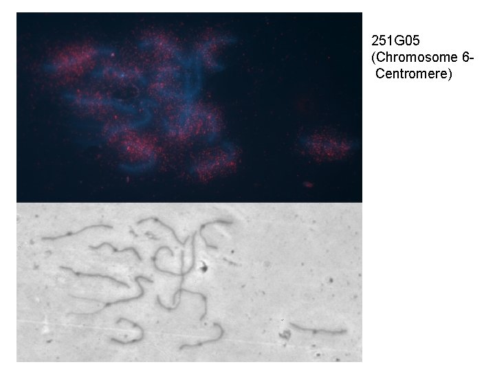 251 G 05 (Chromosome 6 Centromere) 