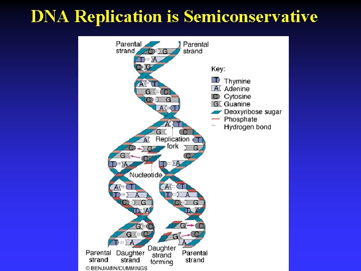 DNA Replication is Semiconservative 