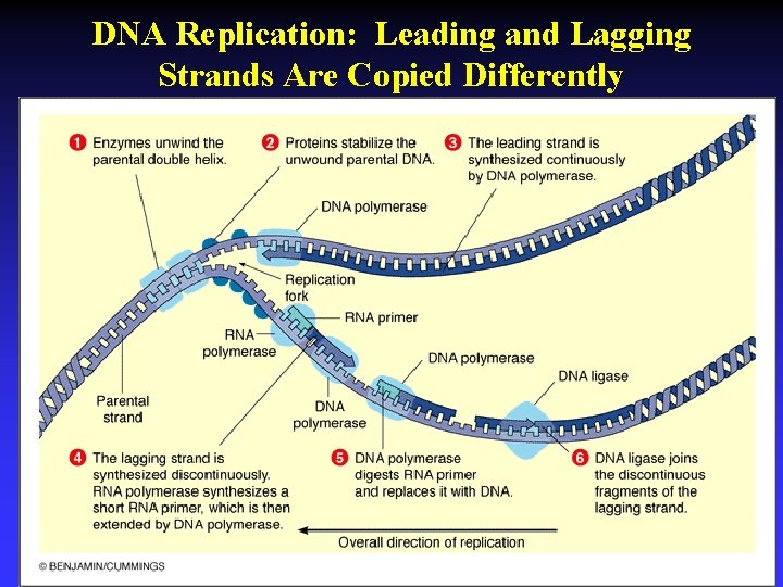 DNA Replication: Leading and Lagging Strands Are Copied Differently 