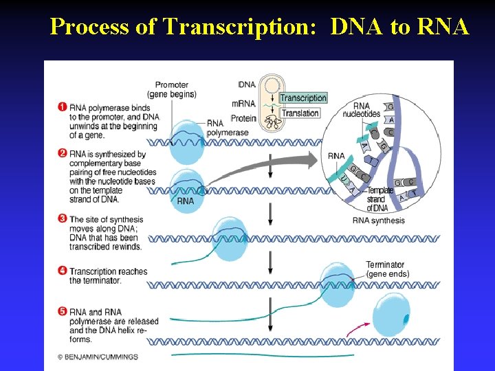 Process of Transcription: DNA to RNA 