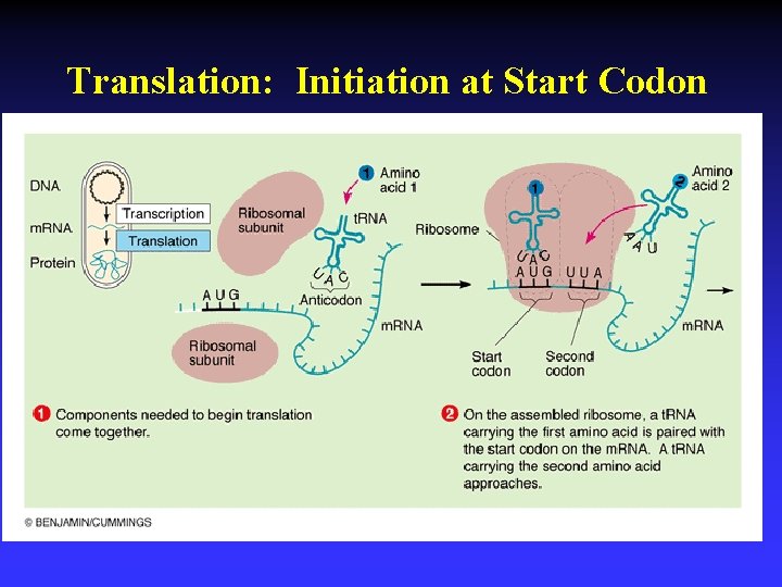 Translation: Initiation at Start Codon 